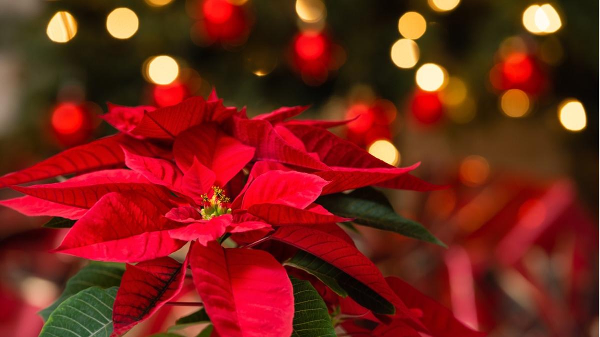 Descubre cuál es el origen de la flor más bonita para Navidad: la nochebuena