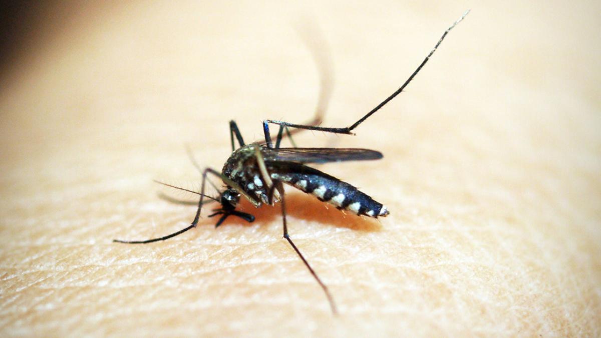 OPS reconoce a programa mexicano para prevenir el dengue como uno de los más avanzados en las Américas