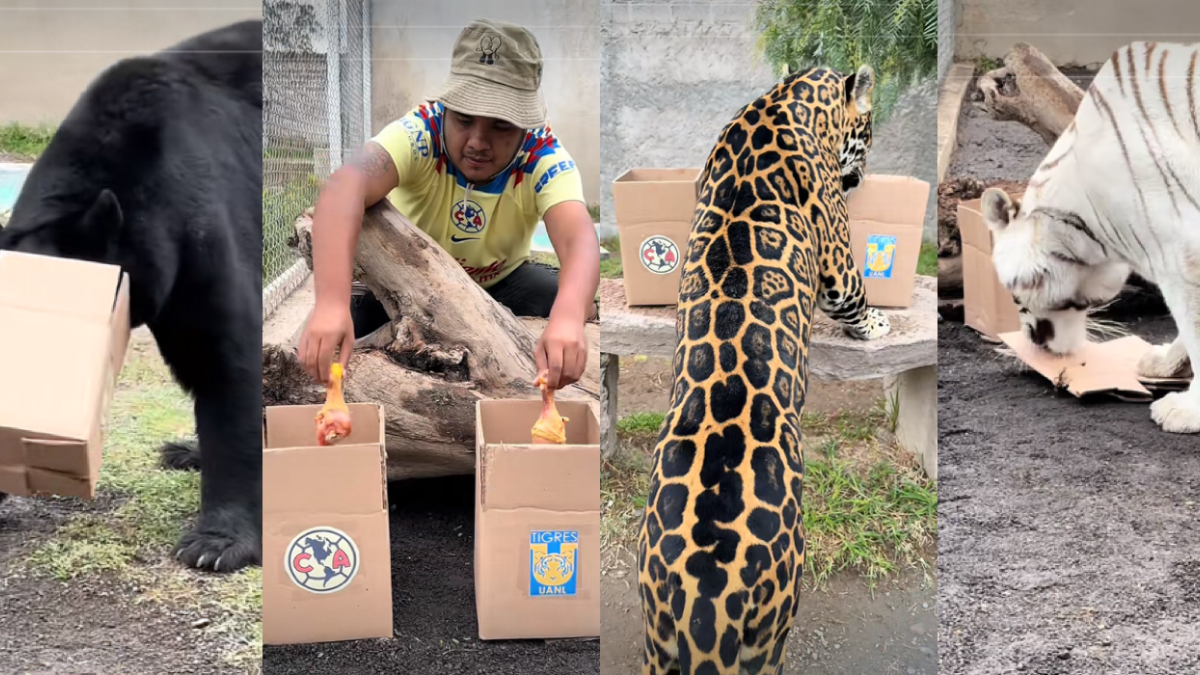 Final Apertura 2023: Animales de centro de conservación predicen al campeón entre América y Tigres