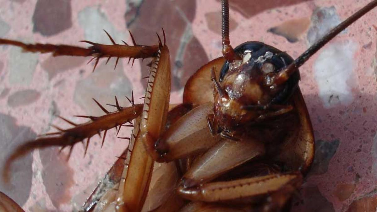 Todo por una cucaracha: Hombre provoca explosión en su departamento al intentar exterminar al insecto