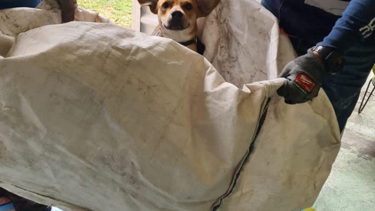 Se recupera 'Navi', perrito rescatado en el Metro