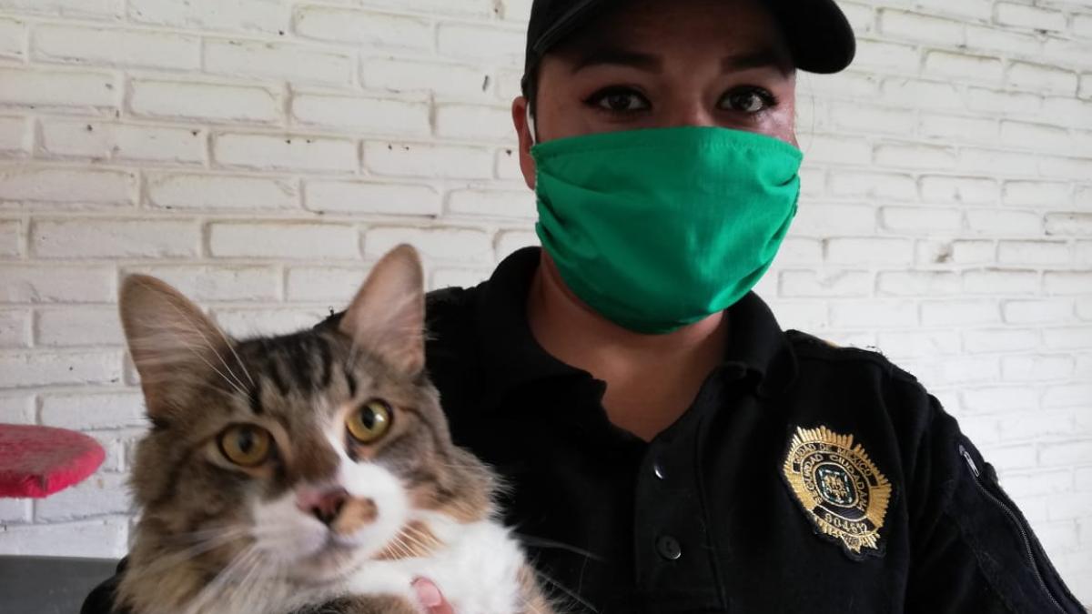 ¡Tómalo en cuenta! Brigada de Vigilancia Animal invita a adoptar mascotas