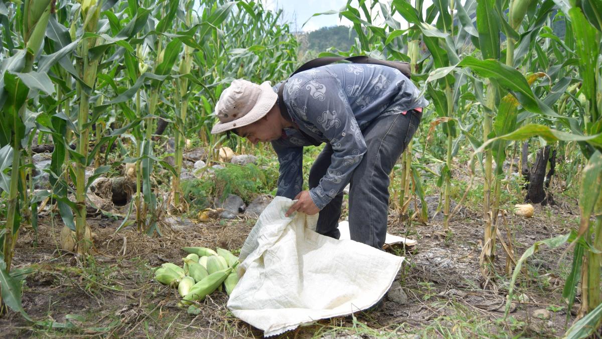 Cae 40% la producción de maíz en el año, alerta UNTA