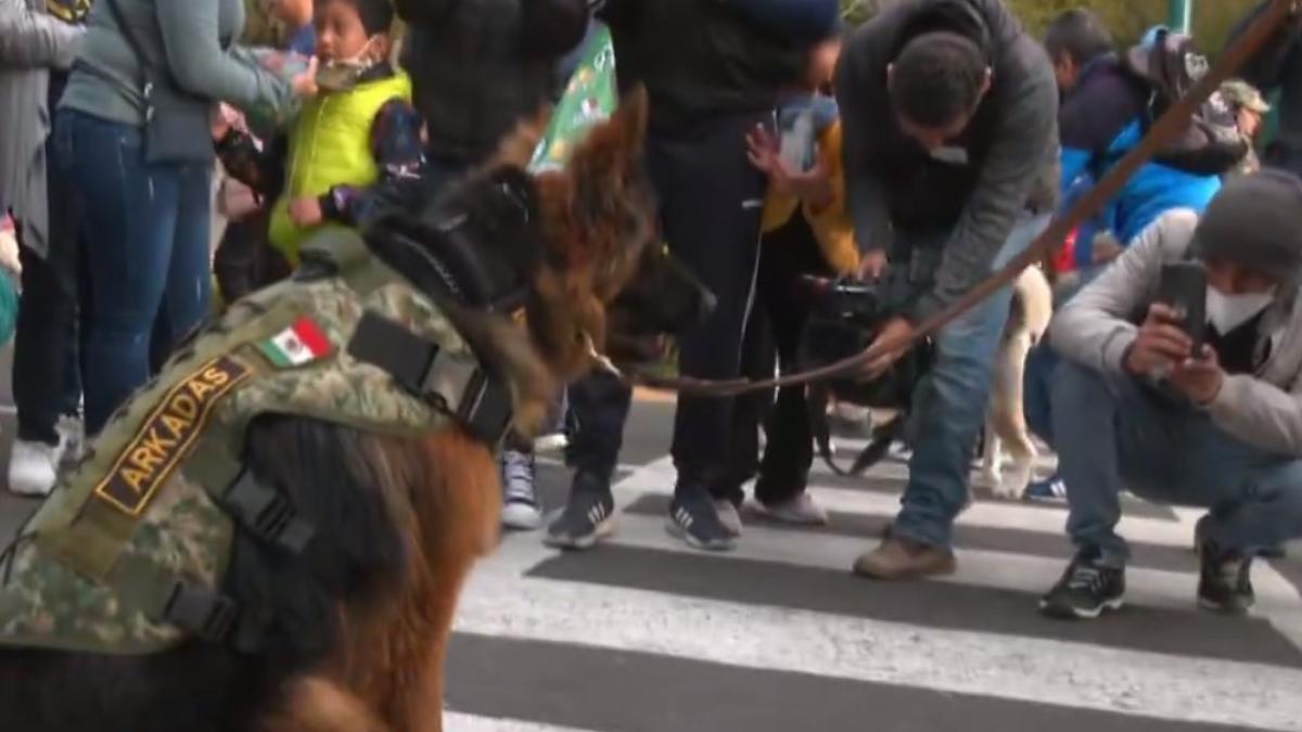 Celebran ‘cumpleaños’ de Arkadas, elemento canino de la Sedena, en Campo Marte