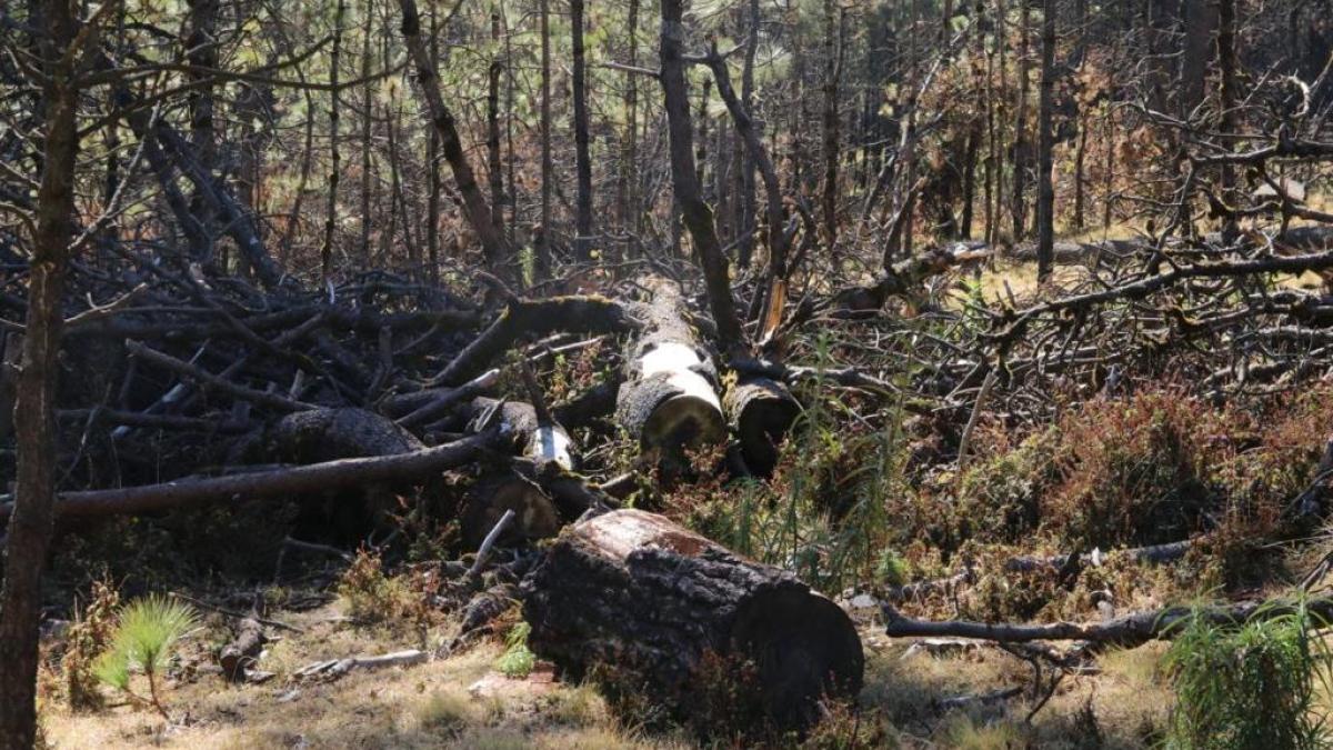 Alcaldía Tlalpan y autoridades del gobierno local y federal unen esfuerzos contra tala ilegal