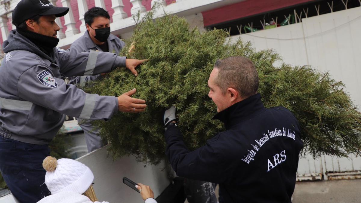 Arranca en Cuajimalpa recolección de árboles de Navidad