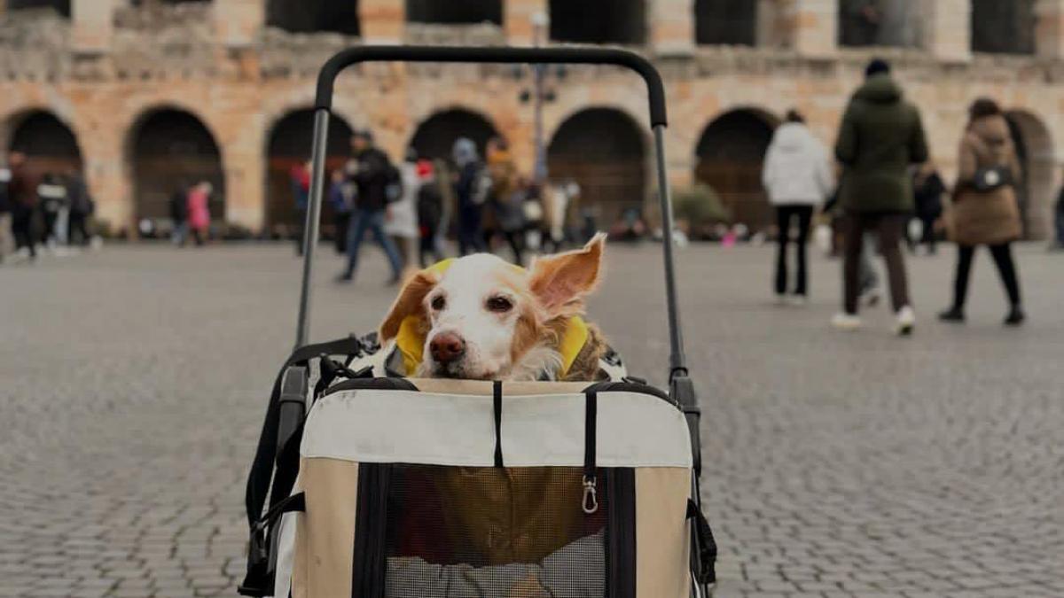 Muere Mazapán, el perrito con miles de seguidores; así fue la emotiva despedida de su dueña