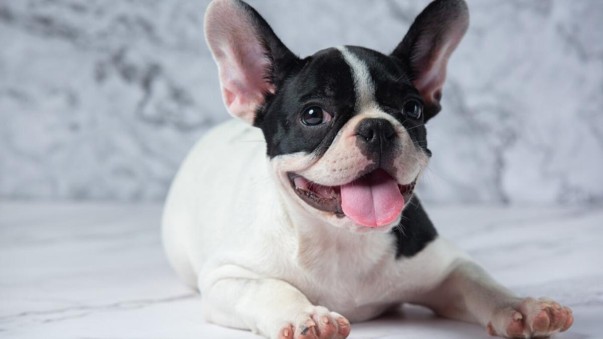 ¿Cuán es el Día del Bulldog francés? Así puedes festejar a tu perrito