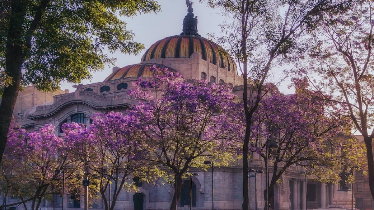 ¿Por qué florecen jacarandas en enero en la CDMX? Este es el motivo por el que debes preocuparte