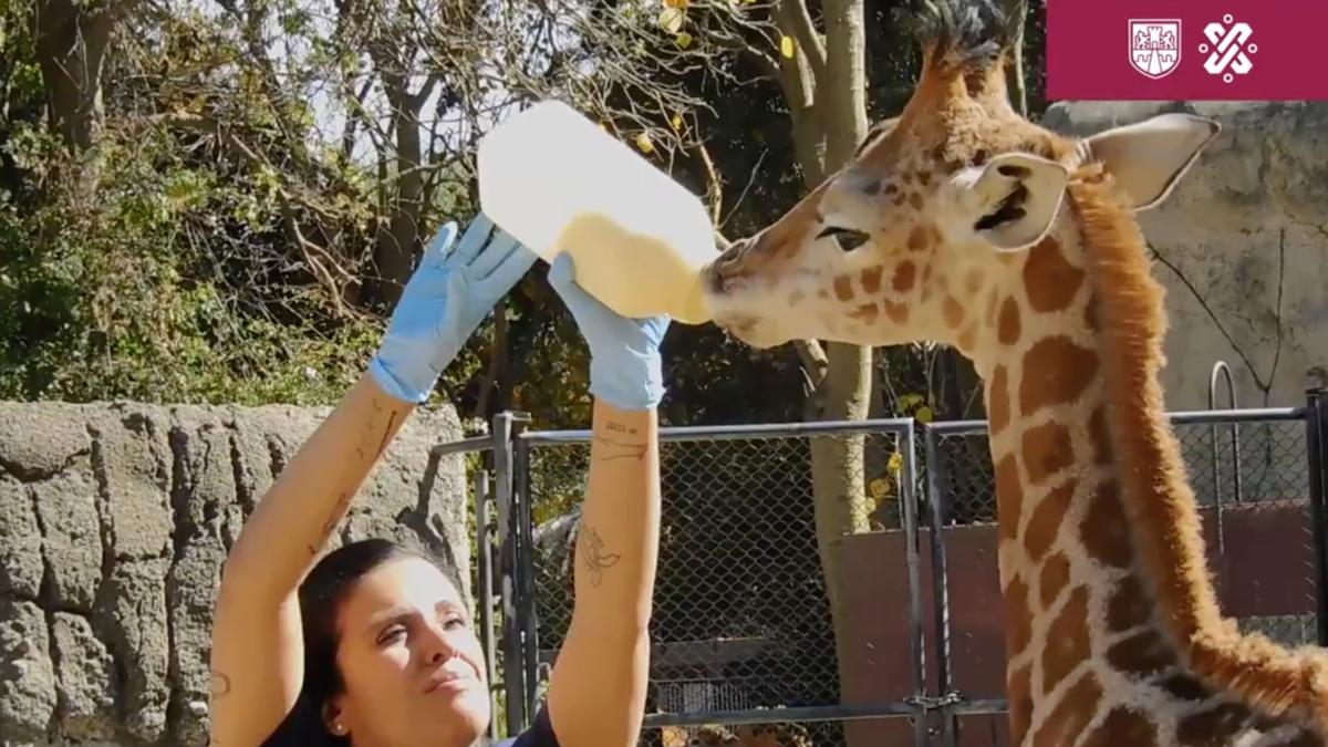 ¡Ponle nombre! Zoológico de Chapultepec pide ayuda para jirafa bebé rechazado por su mamá