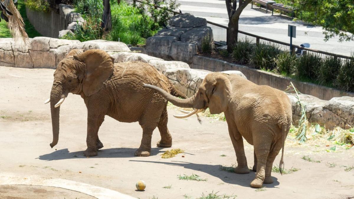 Gipsy, la elefanta que acompaña a Ely, también fue rescatada de un circo