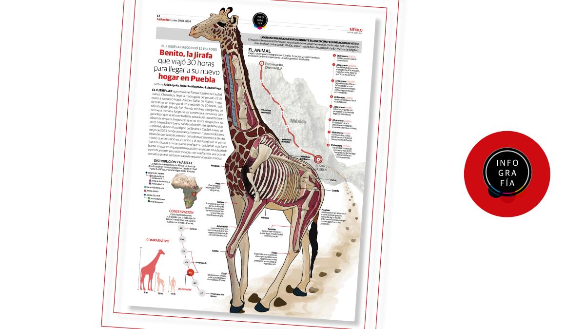 Benito, la jirafa que viajó 30 horas para llegar a su nuevo hogar en Puebla