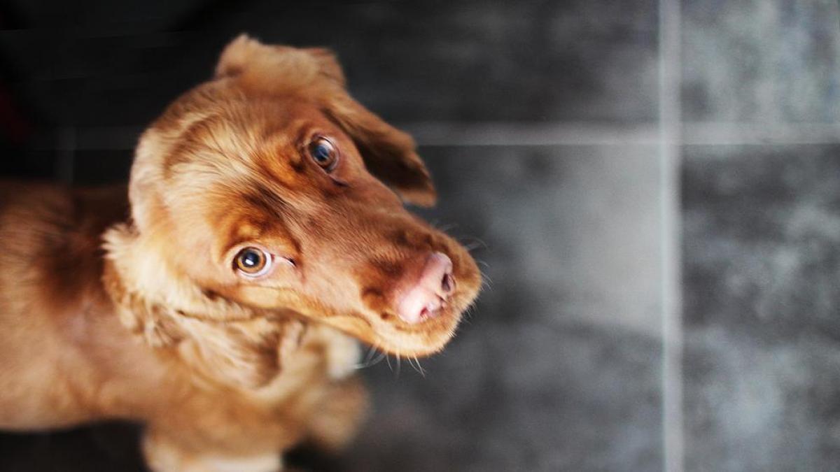 Movimiento Ciudadano va en contra de crianza selectiva de animales, como los perros