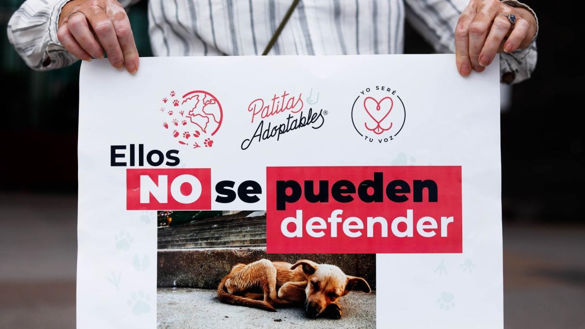 Reformas de AMLO: ¿Por cuáles situaciones puedes denunciar maltrato animal?