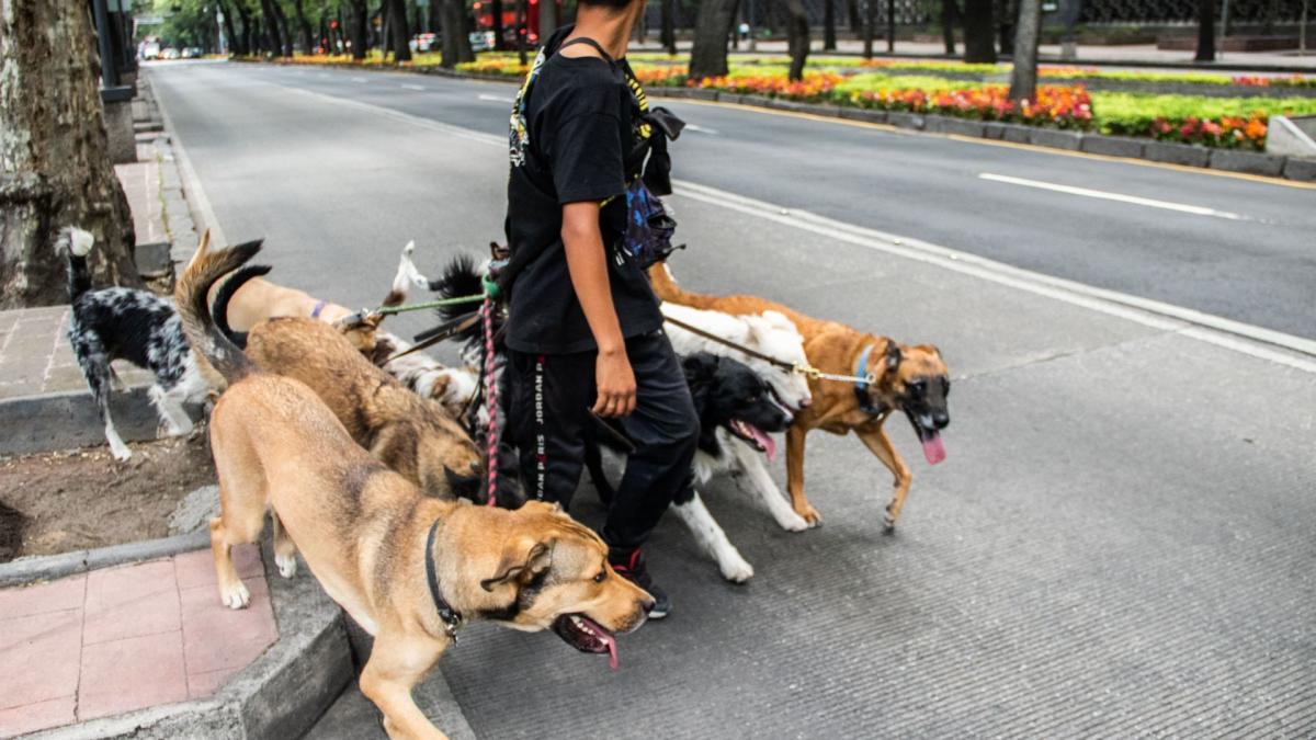 ¿Buscas un empleo agradable? En CDMX darán un curso para pasear perritos