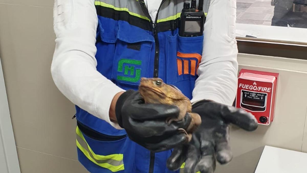 ¡¿Un qué?! Rescatan un sapo de las vías del Metro CDMX