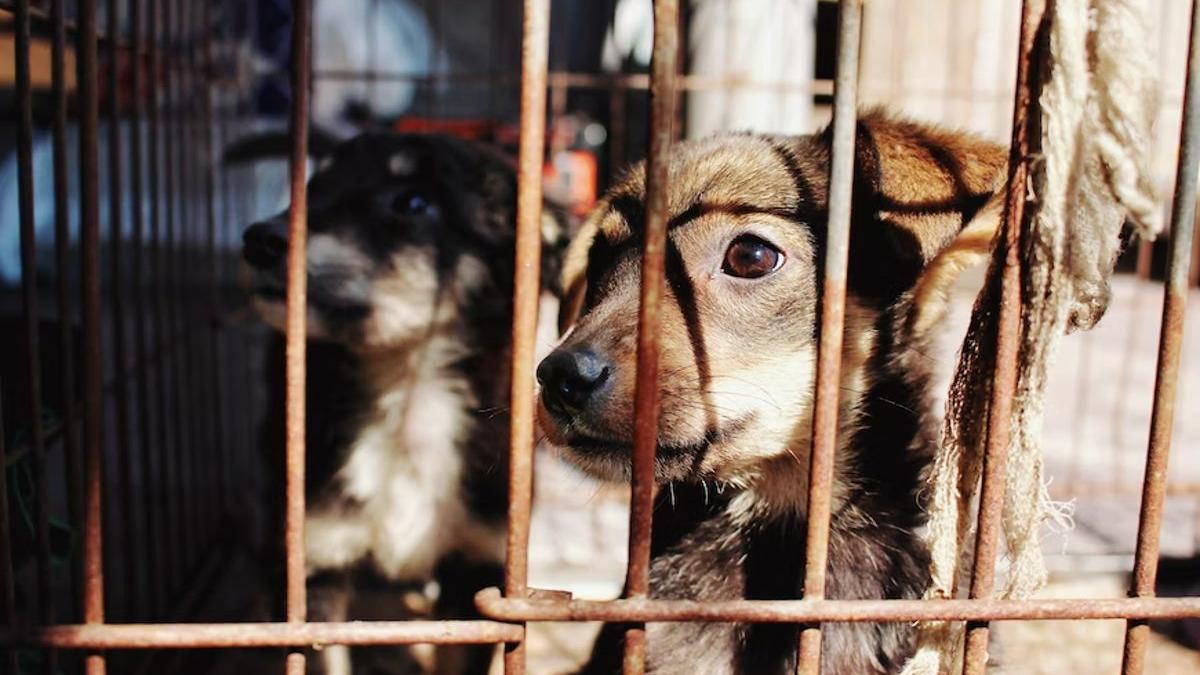 Así son las reformas constitucionales de AMLO contra el maltrato animal