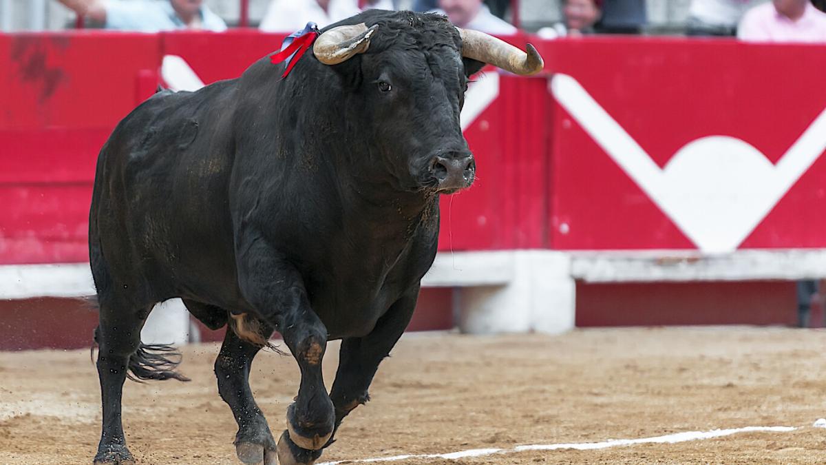 ¿Se prohibirán las corridas de toros con las reformas de AMLO contra maltrato animal?