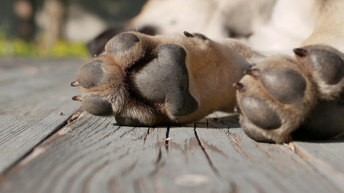 ¿Qué sabemos sobre el asesino serial de perros de Xochimilco?