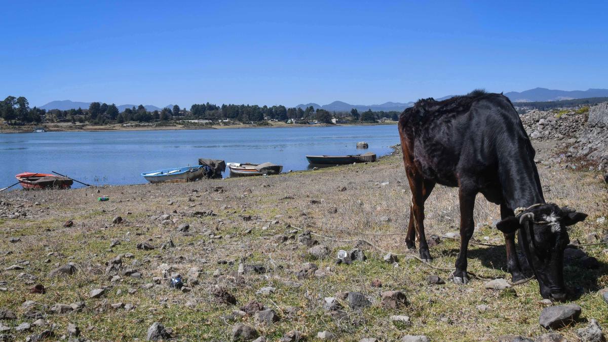 Expertos destacan impacto al bajar consumo de carne