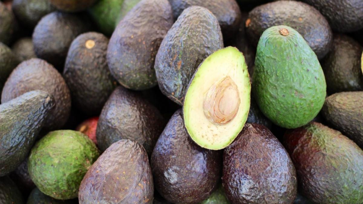 Se reanudan exportaciones de aguacate y mango, tras 9 días de suspensión