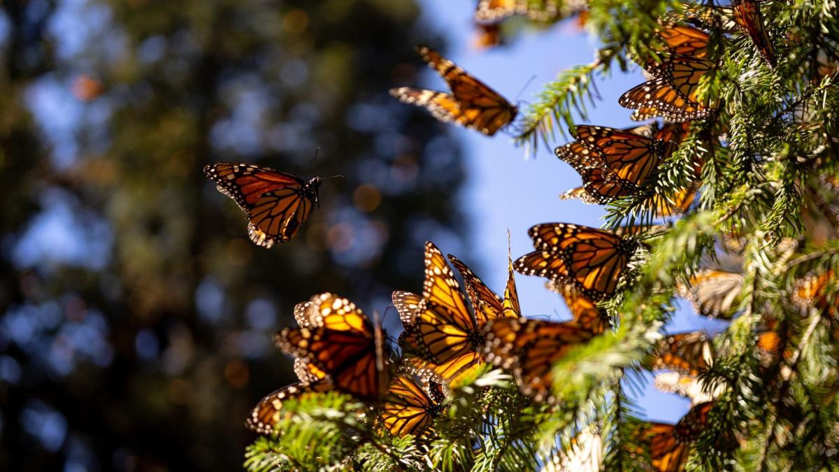 ¿Qué les está pasando a las mariposas Monarca por la sequía en México 2024?