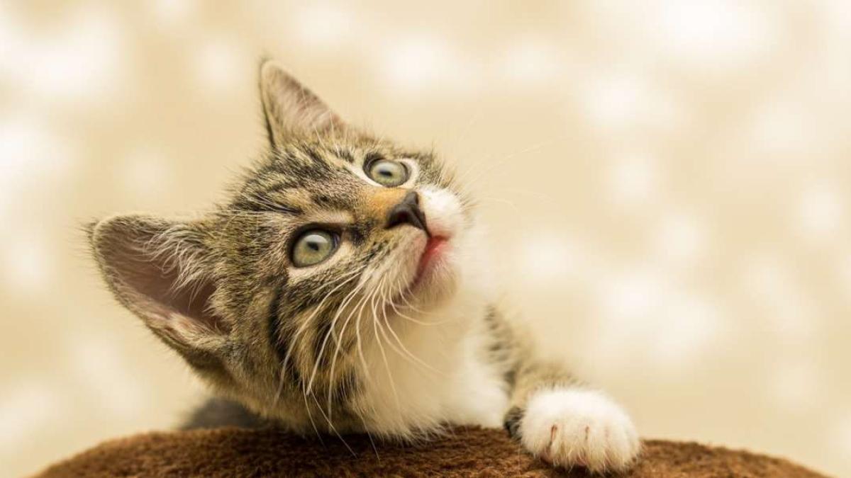 Día Internacional del Gato: 5 consejos para ser una ‘Karen’ responsable