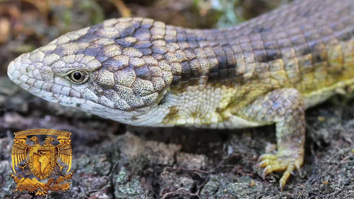 Dragoncito de Coapilla, la nueva especie de lagartija descubierta por la UNAM