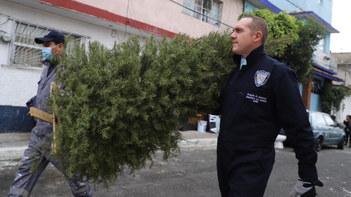 Más de mil 700 árboles reciclados del programa ‘Árbol por árbol, tu ciudad reverdece’