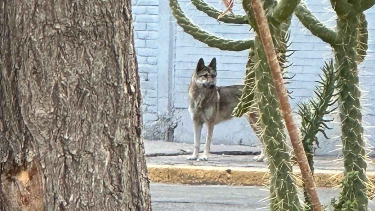 Joven ayuda a atrapar un lobo que corría por las calles de la Gustavo A. Madero