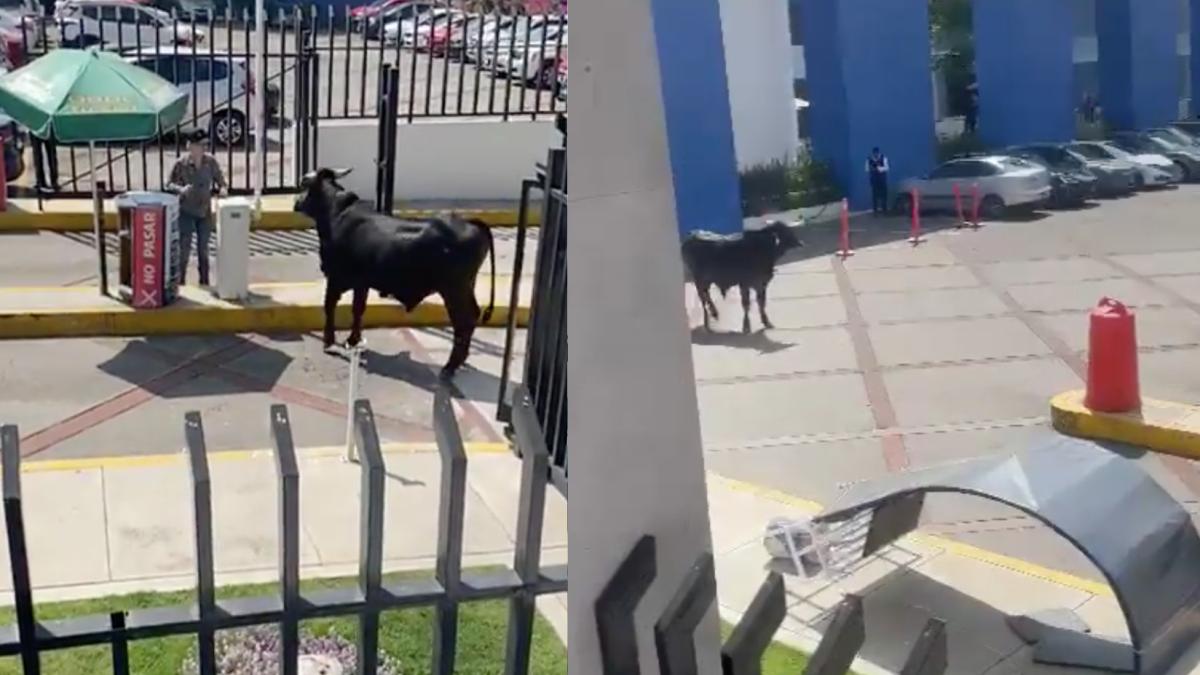 ¿Fue por su tira de materias? Captan en VIDEO a un toro en el estacionamiento de La Salle Pedregal