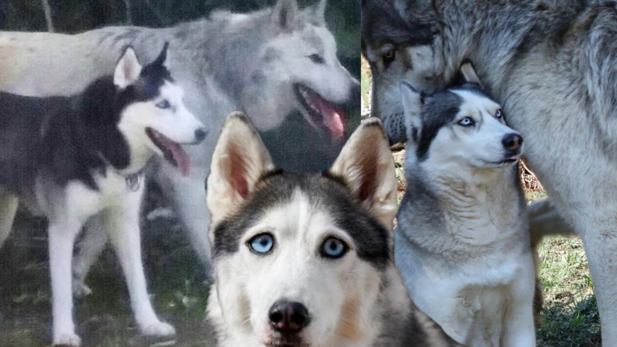 ¿Cómo saber diferenciar a un lobo de un perro?