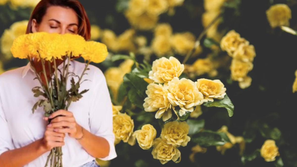 ¿Por qué este 21 de marzo también se regalan flores amarillas?