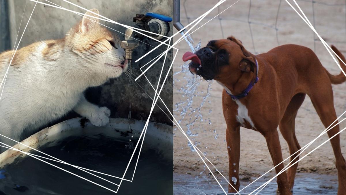 ¡Protégelos! Consejos para prevenir golpes de calor en perros y gatos