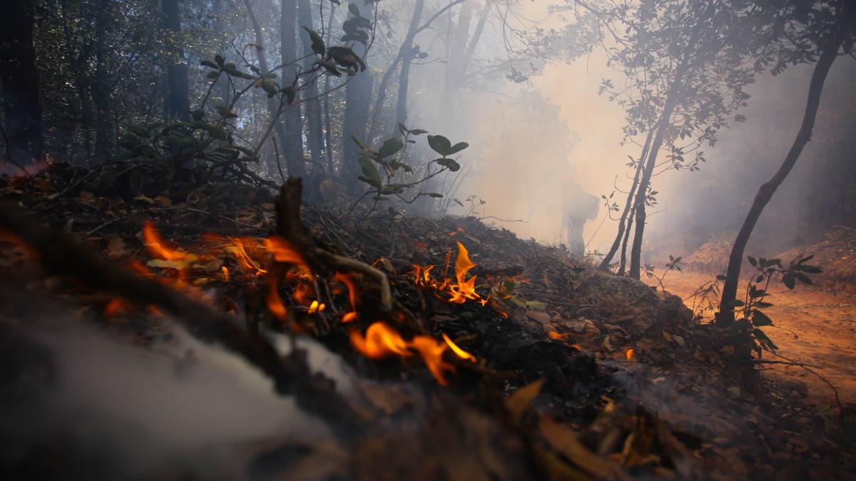 Crece superficie arrasada, pero no recursos contra incendios forestales