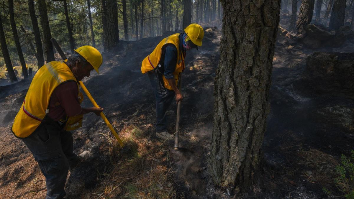 Al momento 80 incendios forestales en el país: Comisión Nacional Forestal