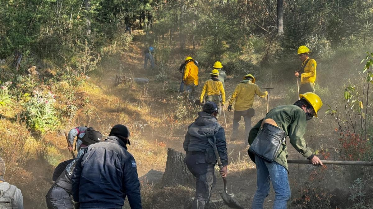 Activos, 69 conatos forestales en el país