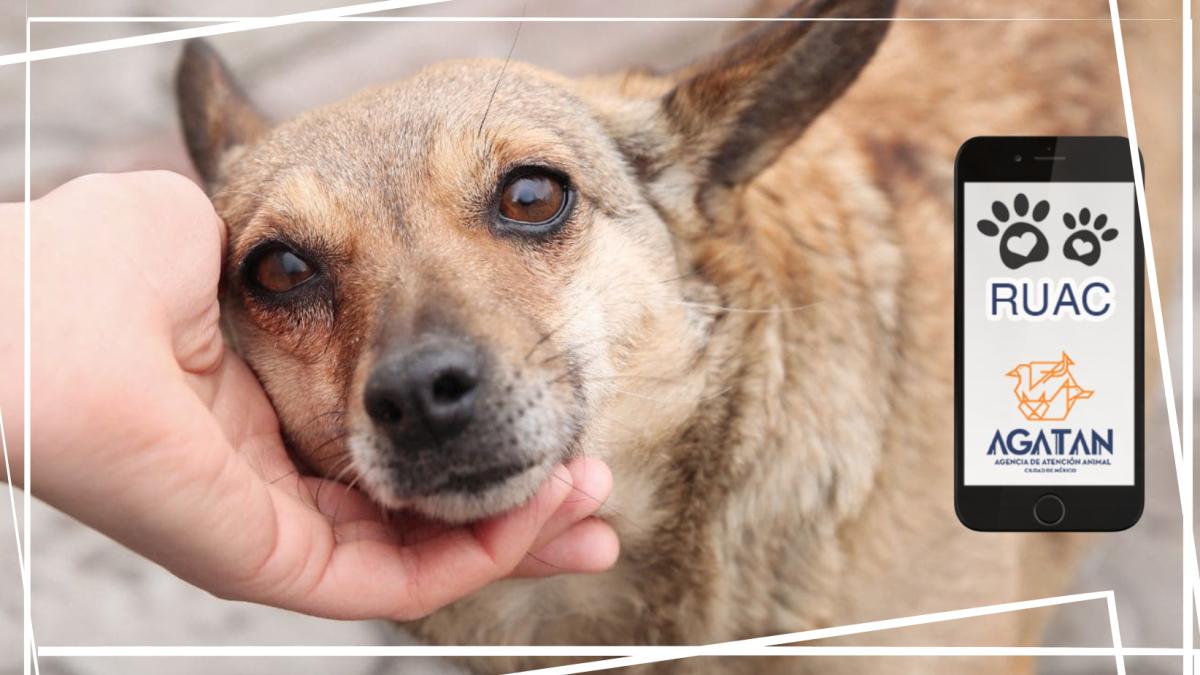 CURP para mascotas ayudaría a frenar el maltrato animal en el país