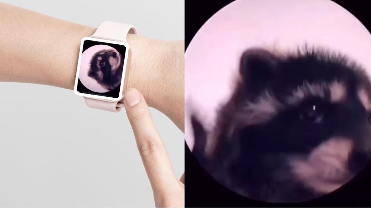 ¿Cómo poner al Mapache Pedro del VIDEO viral en tu smartwatch?