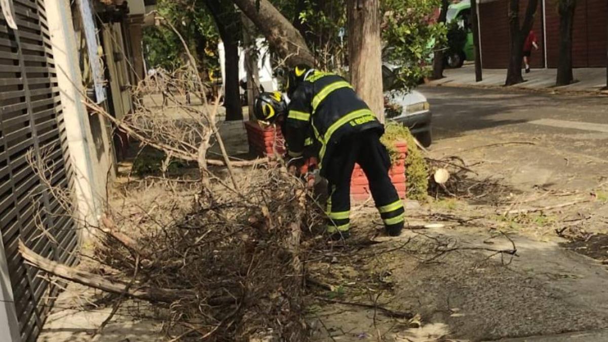 Cae árbol sobre 5 autos en Benito Juárez; PC activa alerta amarilla por vientos fuertes