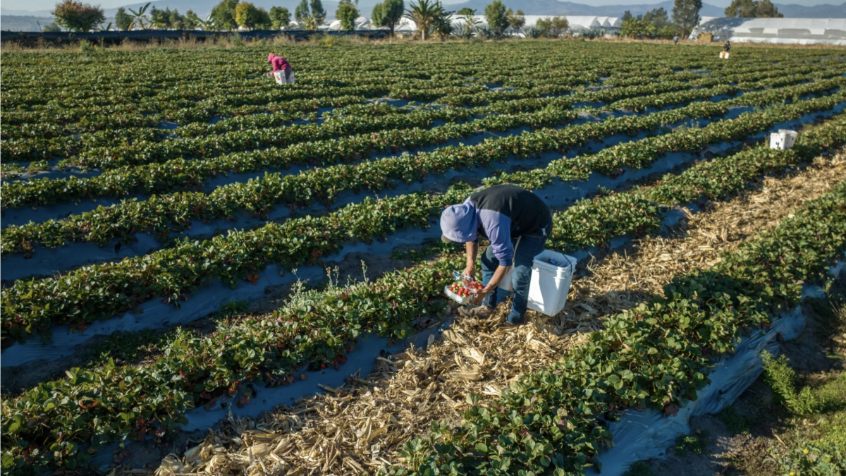 Impulsan agrotécnica que ahorra 36% de agua