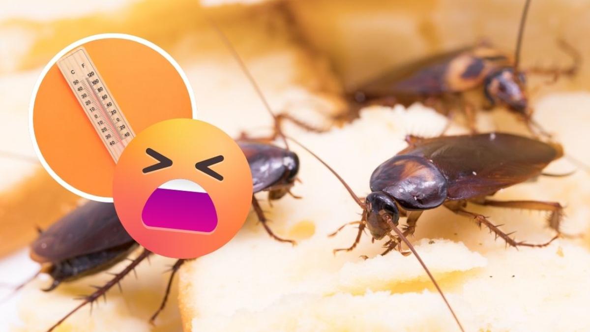 ¿Qué es la ‘super cucaracha’, el terrorífico insecto por el que todos temen en esta época de calor?