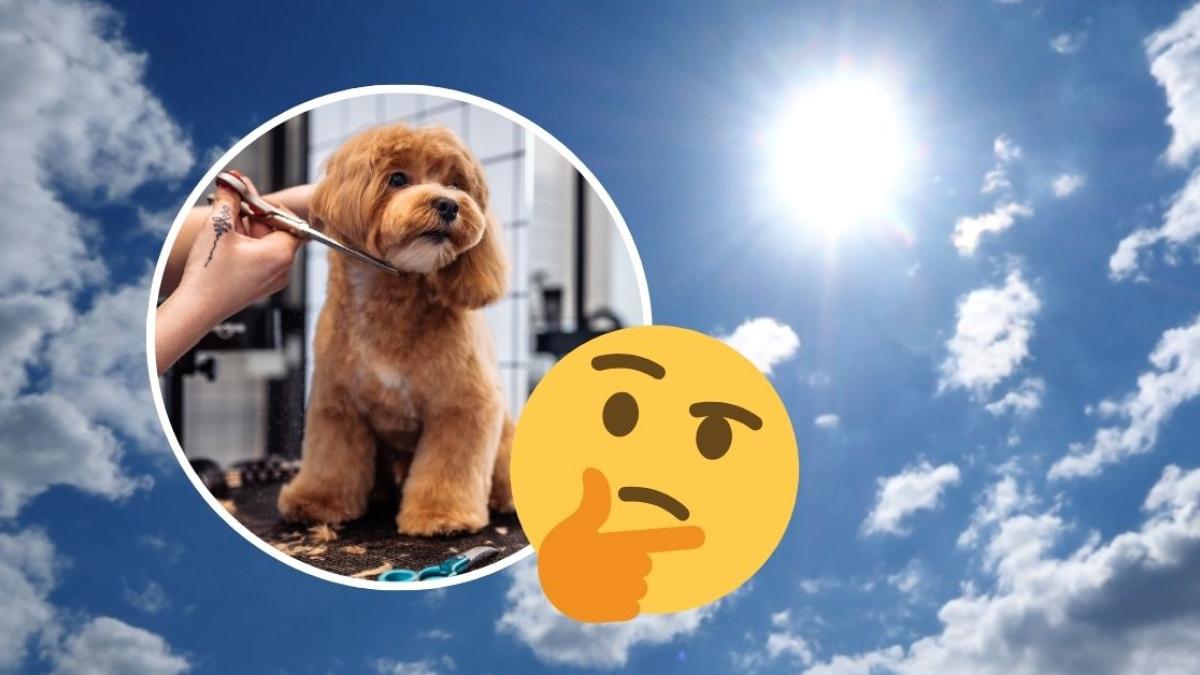 Esta es la IMPORTANTE razón por la que no debes cortar el pelo a tu perro durante la temporada de calor