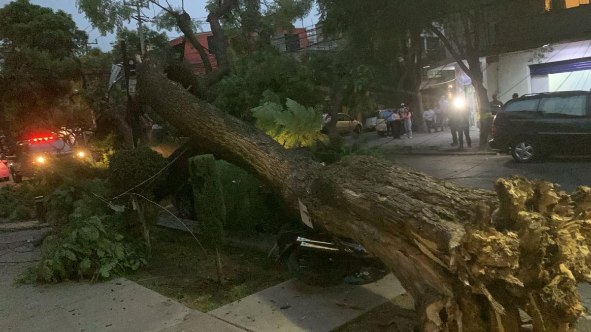 Por fuertes vientos activan Alerta Amarilla en CDMX; se cae árbol en la Narvarte