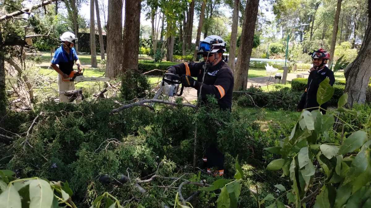 Lluvia y vientos dejan al menos 23 árboles caídos y varias afectaciones en Tlalpan