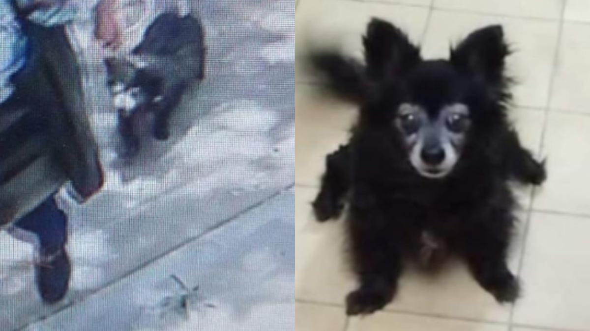 ¡Justicia para Moni! Matan a un perrito en Coyoacán; su dueña lo encuentra en el jardín