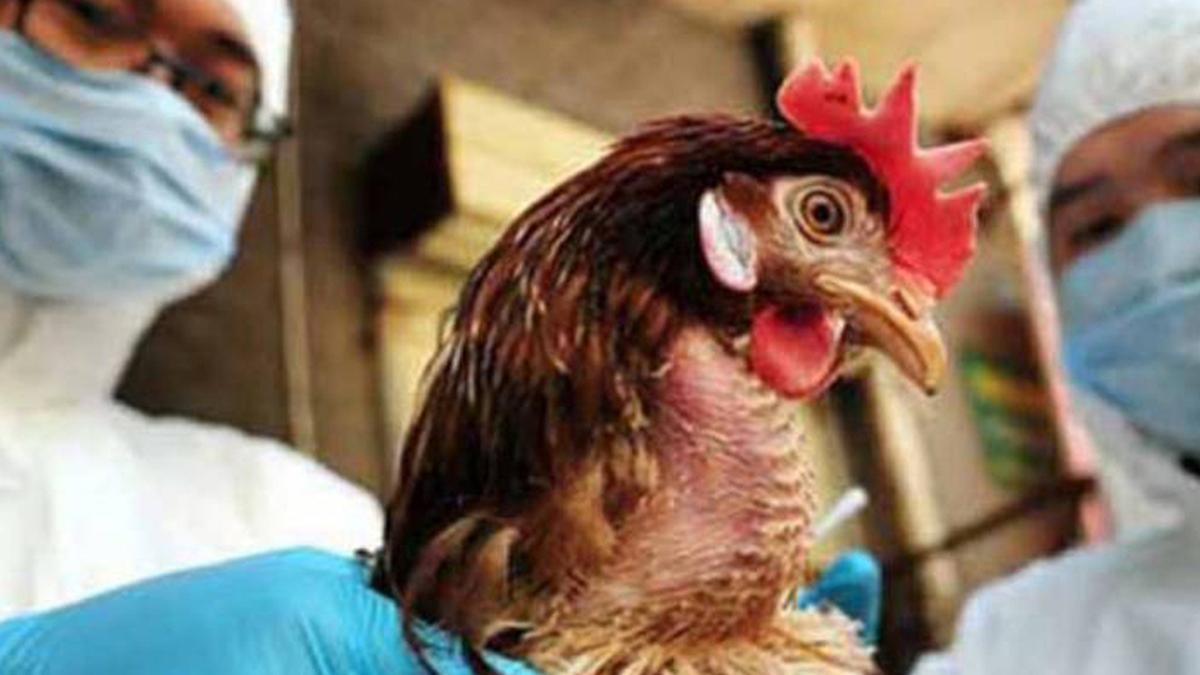 ¿Va a suceder otra vez? Recomendaciones para evitar contagiarte de gripe aviar A H5N2