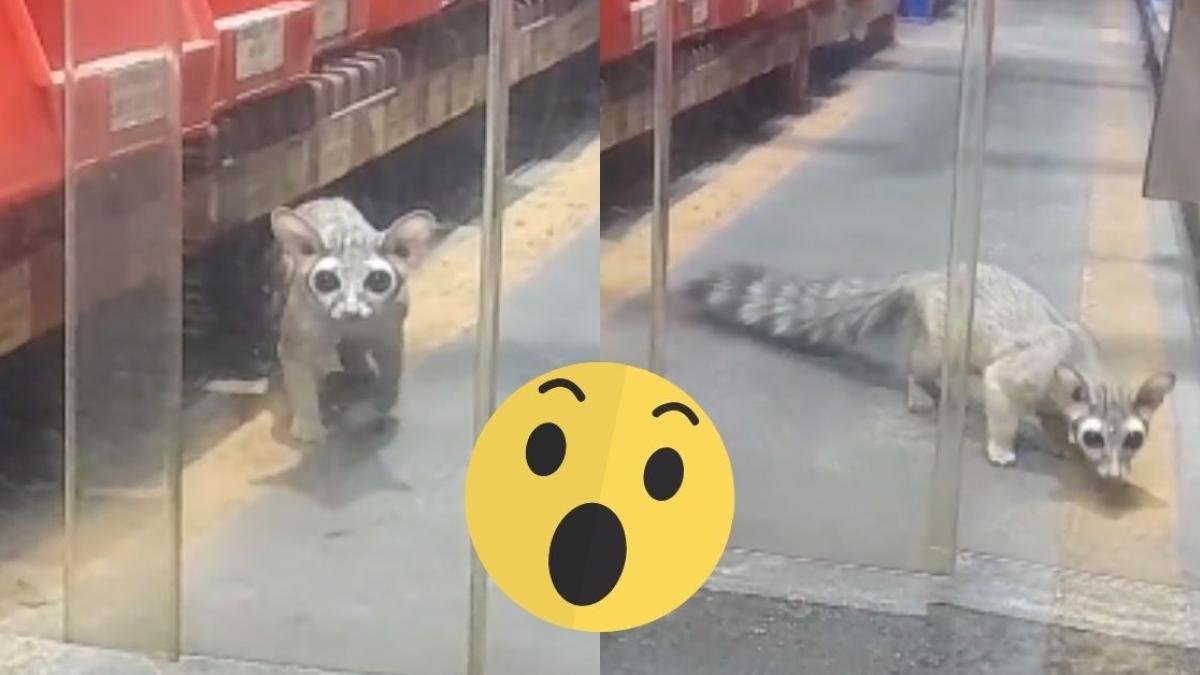 ¿Es un gato? ¡No! Captan a un cacomixtle en VIDEO en las calles de San Nicolás, Nuevo León