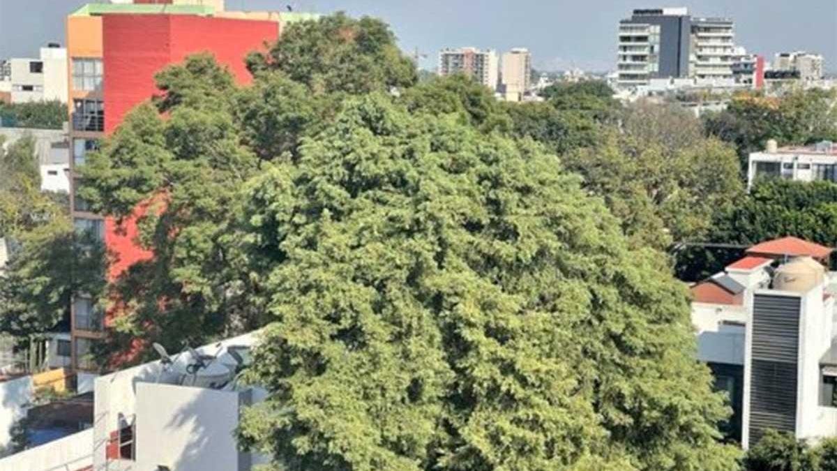 ¿Ya conoces y sabes dónde está ‘Eugenio’, el nuevo árbol patrimonio de la CDMX? Chécalo aquí