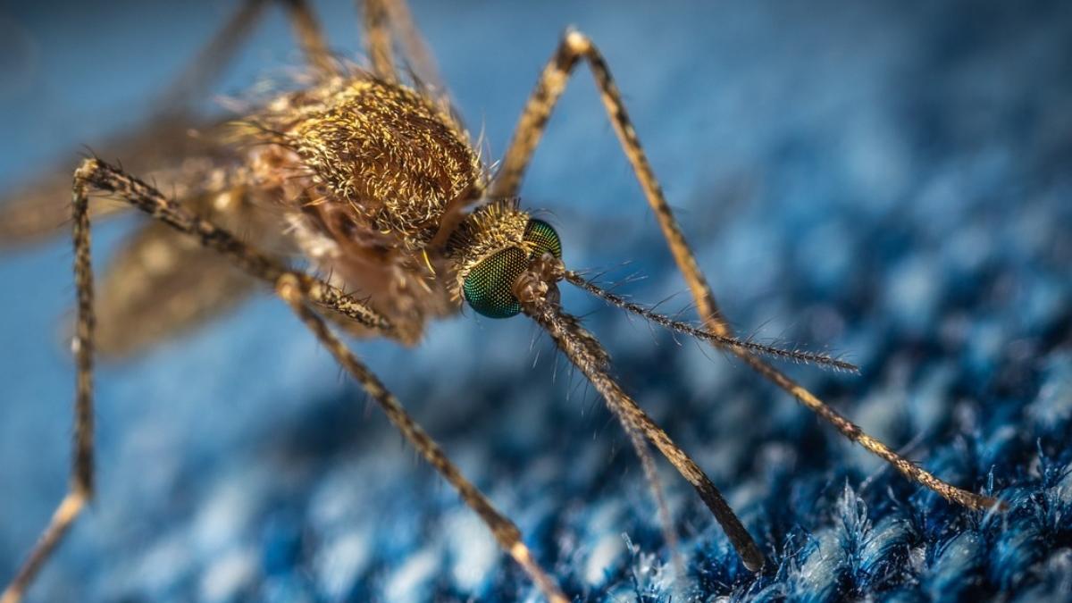 Este es el truco con papel higiénico, que sirve para ahuyentar a los mosquitos